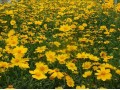 优质金鸡菊_提供最优质的宿根花卉代理