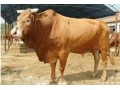 要买价格合理的鲁西黄牛，山东正丰牧业是不二选择