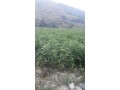 广西红豆杉树苗，价位合理的红豆杉推荐