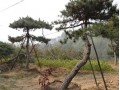14年泰山造型黑松价格首选瑞景园林