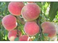 座果率高的映霜红桃：要买价格合理的早熟桃苗，信诚果树苗木是不二选择