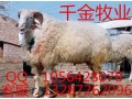 波尔山羊怎么养？
