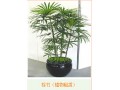 成都花卉出租【林邦园林】花卉植物养护的具体方法